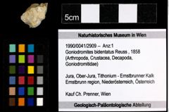 Foto (Objekt + Etiketten) von Goniodromites bidentatus (Reuss, 1858) 